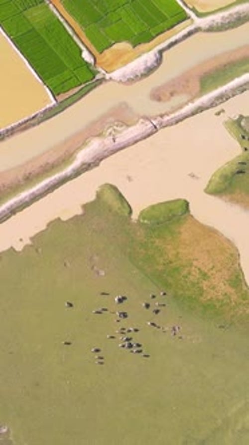Vue aérienne : troupeau de buffles paissant dans des terres agricoles avec texture géographique - plan vertical de haut en bas.