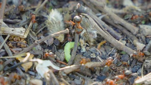 Ants drag caterpillars and twigs into the anthill
