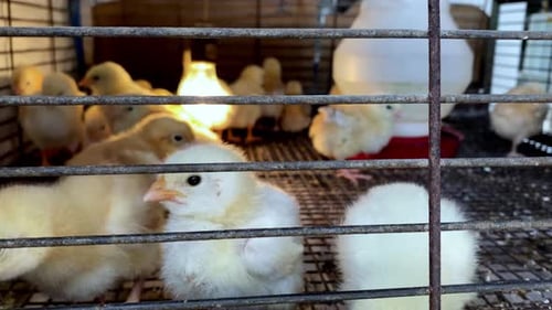 Wire pen full of day-old adorable, cute baby chicken chicks