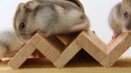 Small White and Gray Hamsters Run on a Wooden Barriermice are Being Played