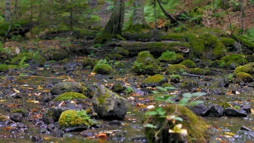 Shallow Stream On Forest - 4K