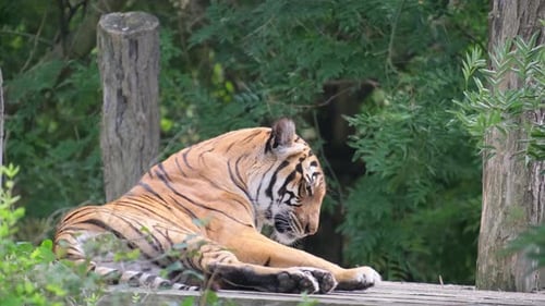 A Big Tiger Rests on a Sunny Day Bengal Tiger Lies Among Green Bushes