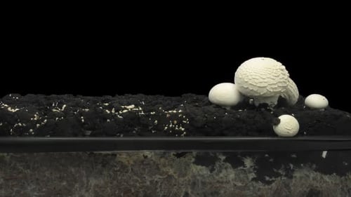 Time lapse of growing champignon mushroom