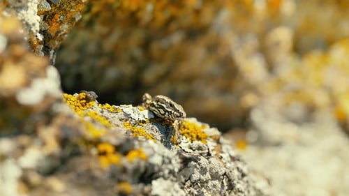 A close-up shot capturing the intricate details and patterns of a lizard's skin as it enjoys the war