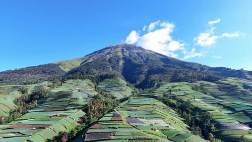 Aerial vegetable plantation on the mountain. Drone scenery of tropical agricultural field.