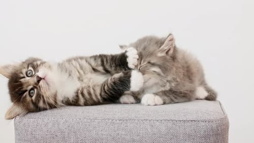 De jolis chatons gris jouent en s'amusant