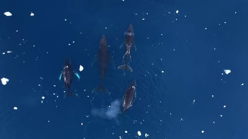 Humpback Whale family close to the surface in Antarctica, Aerial view