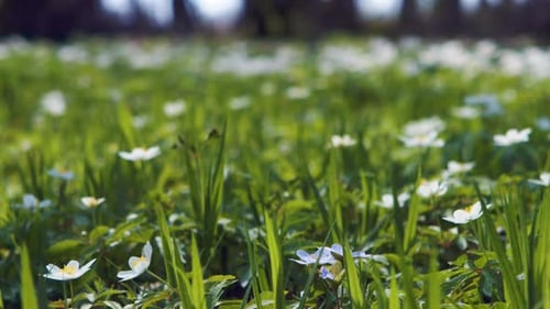 Meadow Flowers in Spring Forest