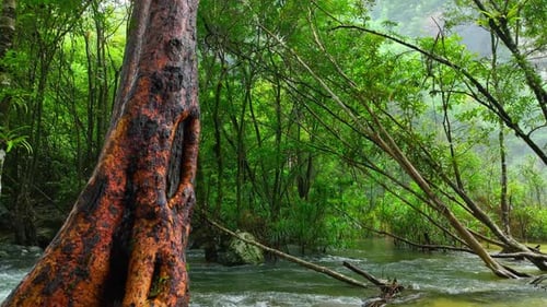 A serene stream cascades from a lush tropical waterfall.