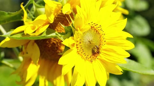 Bee Pollinating a Bright Yellow Sunflower on Sunny Day