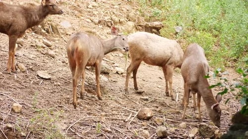 Standing deers in forest