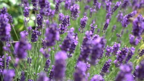 Lila Lavendelblüten, Blumen auf dem Feld, Natur, Hintergrund, Wachsen Sie eine duftende Pflanze im Garten
