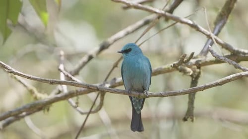 Rare birds of Nepal.