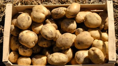 Harvest Potatoes in the Garden Selective Focus