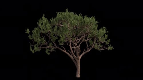 Maritime pine Tree blowing in the wind. Wind blows cluster pine Tree. Alpha Channel. Loop Animation