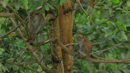 Two Monkeys Perched on Tree Branches Surrounded By Lush Green Foliage