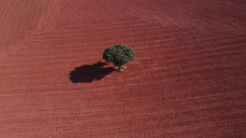 Lone Green Tree in Red Ploughed Field