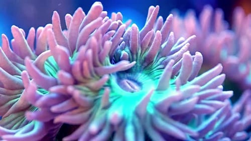 A mesmerizing view of a colorful coral polyp, revealing the delicate beauty of this marine invertebr