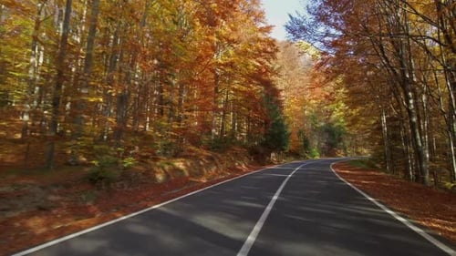 Winding Road Through Autumn Forest
