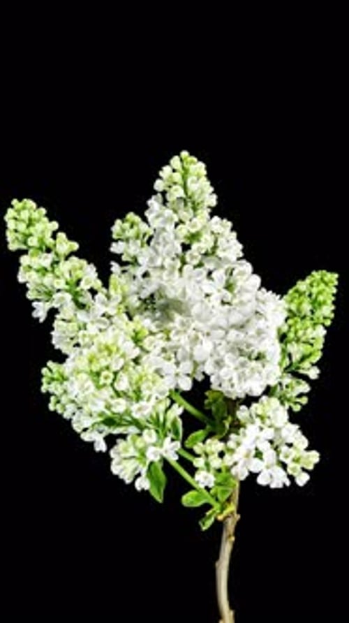 White Flowers Lilac Branch Blooming in Time Lapse on a Black Background. Beautiful Fragrant Opening