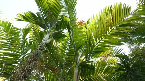 Palm trees and green jungle foliage, tilt up