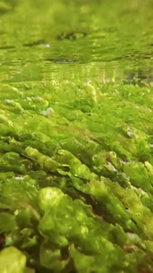 Green algae (Ulva intestinalis) swaying in water flow below surface in coastal area
