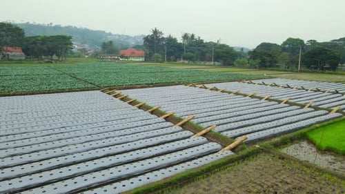 Fields of Gold: Die Schönheit der Agrarlandschaften festhalten