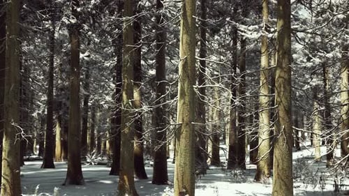 Sunset or Sunrise in the Winter Pine Forest Covered with a Snow
