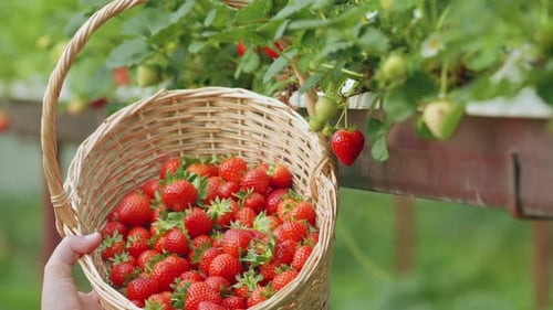 Picking Strawberry
