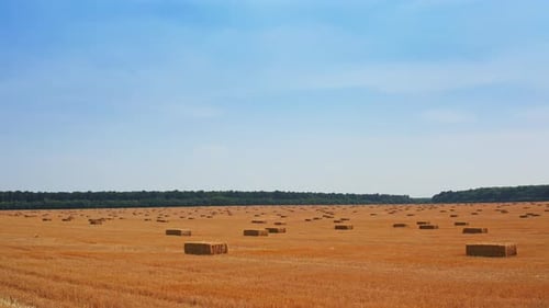 Mowed wheat field after picking crops. Packs of hay left by the farmers are around the plantation.