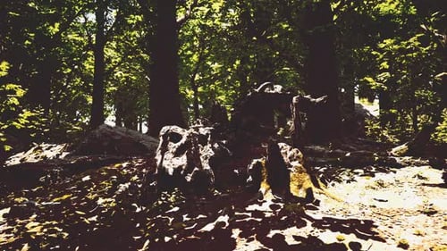Forest Landscape with Old Massive Trees and Mossy Stones