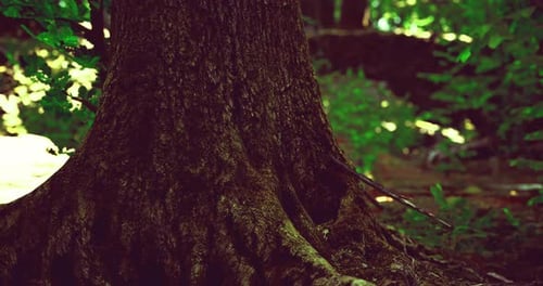 Large Tree Trunk Surrounded By Lush Green Forest During Daytime