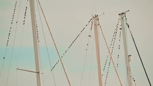 Oiseaux perchés et volant autour de grands mâts de voiliers dans un port de plaisance, avec un ciel pâle et des mouvements subtils