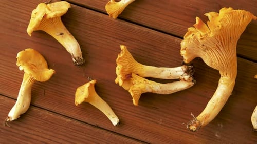 Overhead shot of fresh chanterelle mushrooms on wood