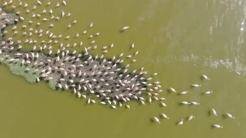 Aerial view of birds near Gilgil lake, Kenya.