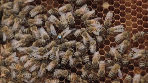 Eine Bienenkolonie in der Nähe des Bienenstocks, weicher Fokus. Bienenschwarm. Imkerei
.