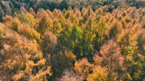 Autumn Canopy From Above Aerial Perspective of a Forest with a Mix of Green and Autumncolored Trees