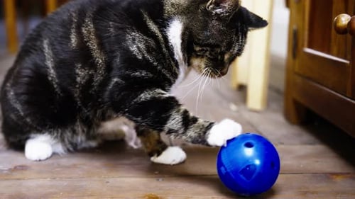 Rescue cat playing with treats ball. Enjoying life, dining room, wooden floors.