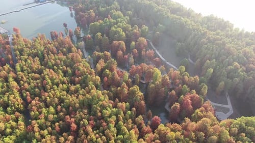 Forêt d'automne