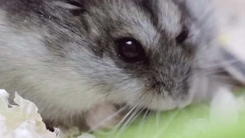 Close Up Small Grey Djungarian Hamster Eats Food From a Bowl in Cage Hamster Holds Sunflower Seeds
