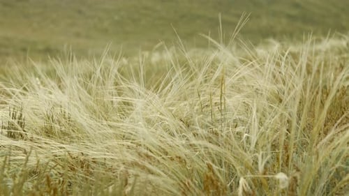 Slow Motion Feather Grass Sways in the Wind Against the Backdrop of the Steppe