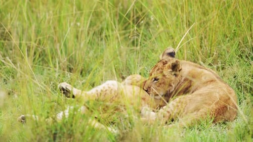 Slow Motion of Lion Cubs Playing in Africa, Funny Baby Animals of Cute Young Lions in Grass on Afric