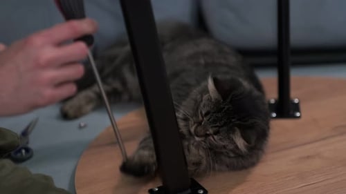 Gray Tabby Cat Helps the Owner to Assemble a Coffee Table