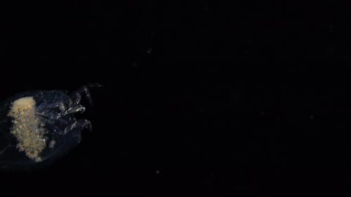 Phronima Amphipod Swimming with Barrel Full of Eggs