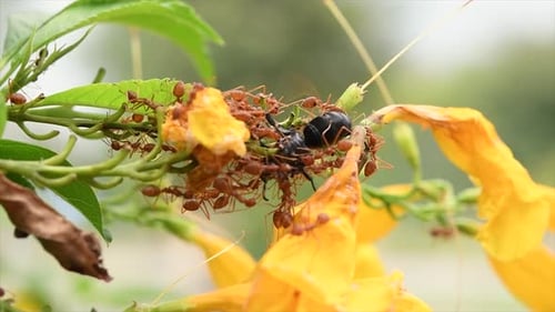 Red ants eating a bee alive while it was harvesting nectar from these yellow flowers; one bite from