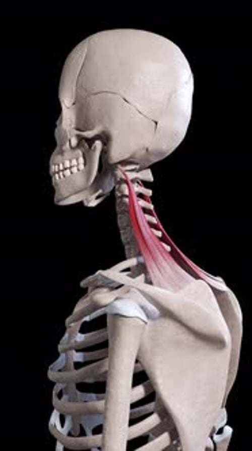 Levator Scapulae Muscle Movement Side View Vertical Video