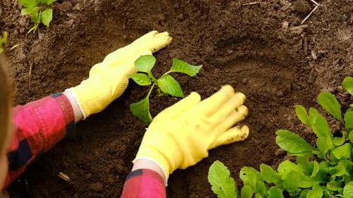 Hand of Gardener Seedling Young Vegetable Plant in the Fertile Soil Woman's Hands in Yellow Gloves