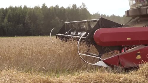 Closeup Harvester Harvester Cuts Ripe Wheat in the Field During Harvest