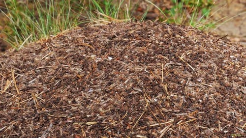Swarms of Red Wood Ants crawling on their ant hill - Prądzonka forest - Close up