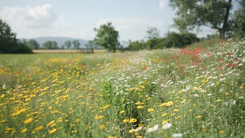 Nature scene with blooming flowers in the summer.